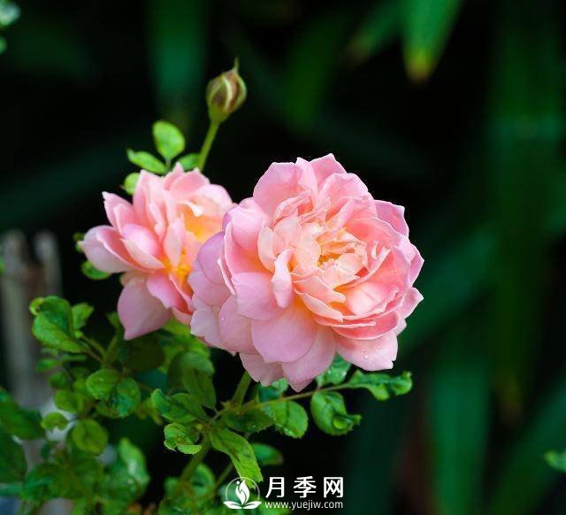 这些清新的月季花送给你(图1)
