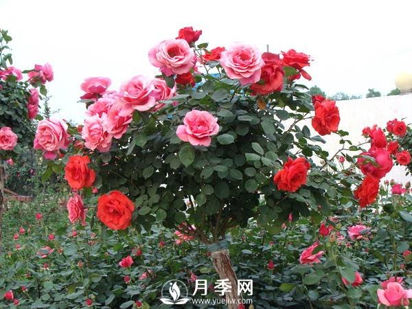 早春月季花萌芽的时候 你要这样处理(图1)