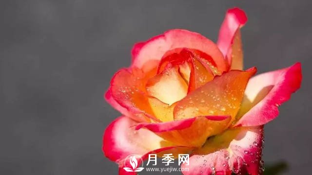 月季养护热门问题解答(图1)