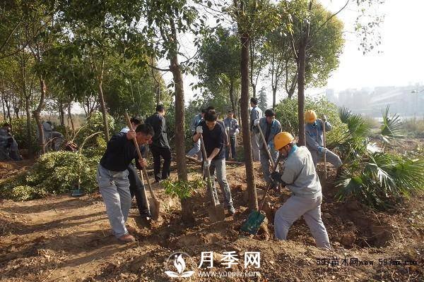 怎么保证苗木移植后100%成活呢？(图1)