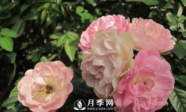 只要对月季做一个动作，就能让一枝头八朵花绽放(图1)