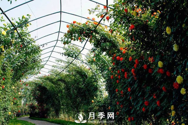 目前国内***大的月季主题游园你知道在哪吗(图1)
