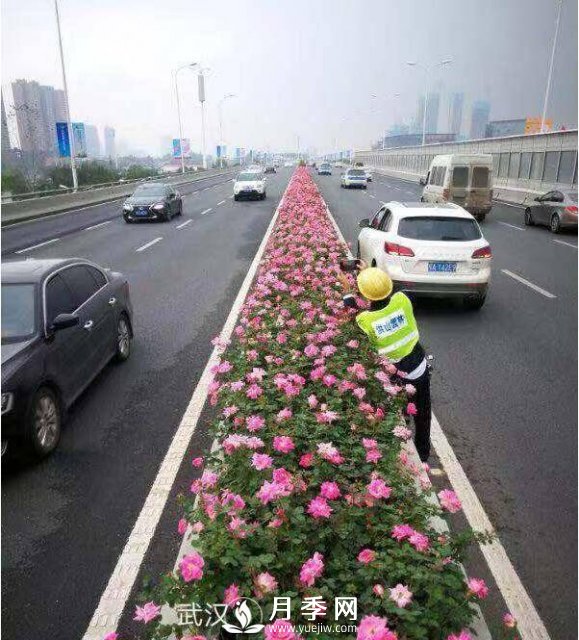 月季花期可调控，看武汉10月中旬月季花艳丽开放(图2)