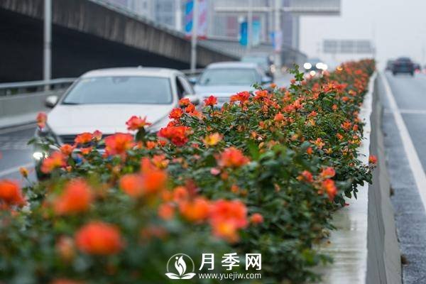 月季花期可调控，看武汉10月中旬月季花艳丽开放(图1)