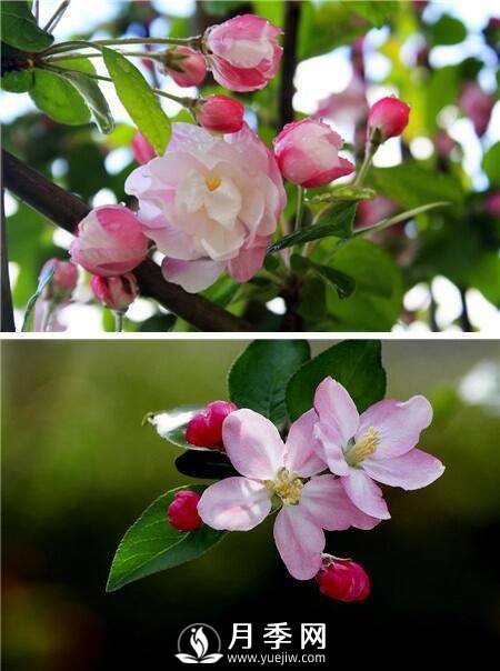 海棠花，与牡丹、兰花、梅花并称为“中国春花四绝”(图1)