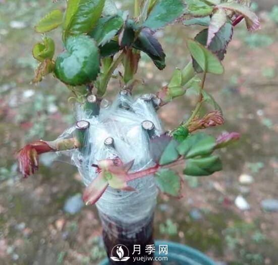 月季花就要这么嫁接 能给你家种满花(图2)