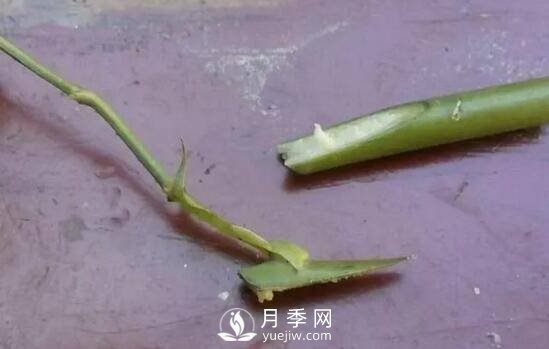 月季花就要这么嫁接 能给你家种满花(图1)