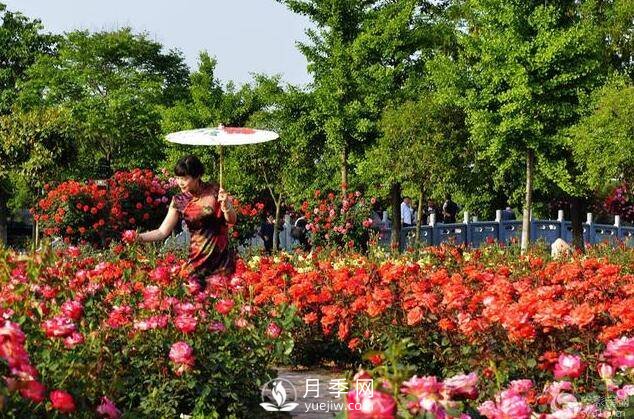 月季花的栽培 几月栽培***适宜(图1)