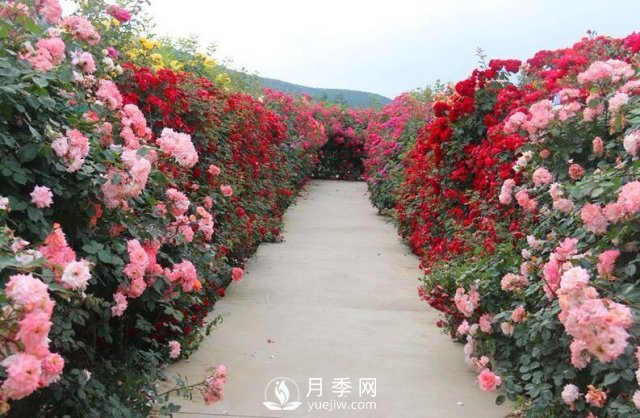 做花墙除了藤本月季花墙，还有这4种花(图2)