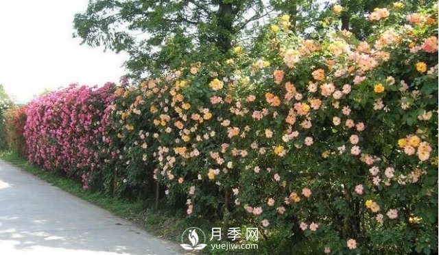 做花墙除了藤本月季花墙，还有这4种花(图1)