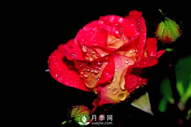 这些高清月季美图 别说你已经有了(图4)