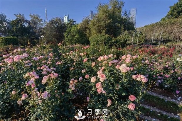 深圳免费月季花展，人民公园月季花盛开(图1)