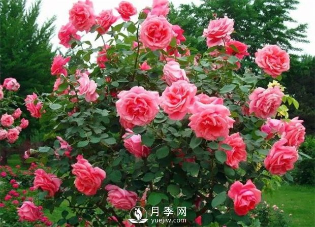 春季花木害虫频发，做好病虫害防治很重要(图1)