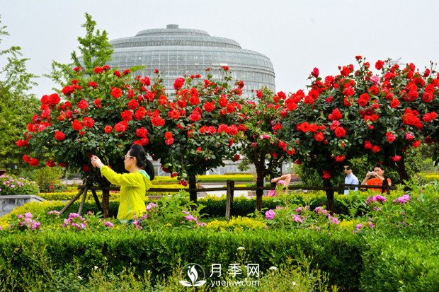 郑州市2016年第二十二届月季花展景观(图3)