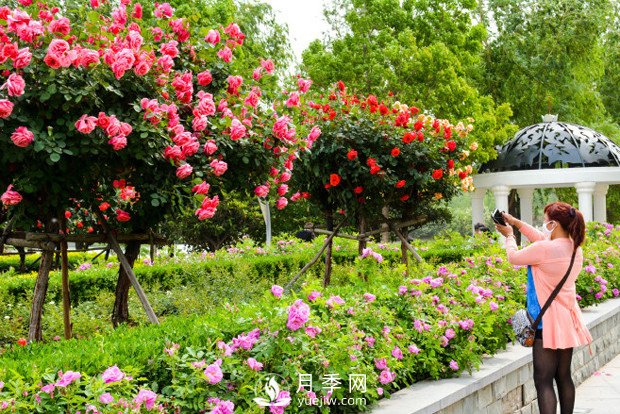 郑州市2016年第二十二届月季花展景观(图5)