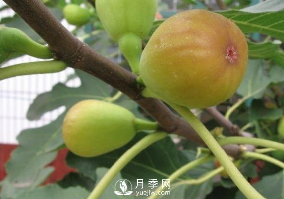 夏季无花果修剪技术措施(图1)