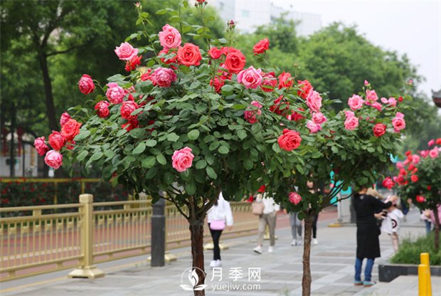 美丽乡村建设，种什么花卉苗木比较好？已选月季(图1)