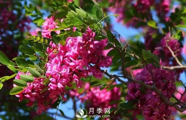 美丽乡村建设，种什么花卉苗木比较好？已选月季(图9)