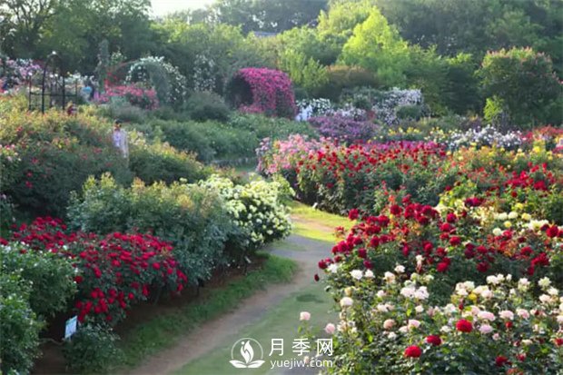 园林植物搭配技巧，不同观赏植物的配置组合(图1)