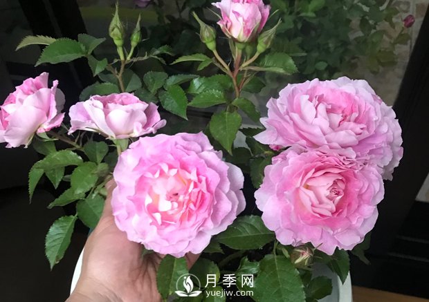 海神王阳台月季，专为盆栽观赏而生，四季有花开(图3)