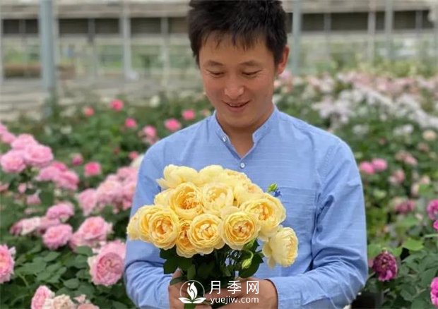歌笛月季，一个被世界月季委员会**选择的月季品种(图2)