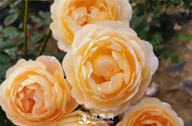歌笛月季，一个被世界月季委员会**选择的月季品种(图3)