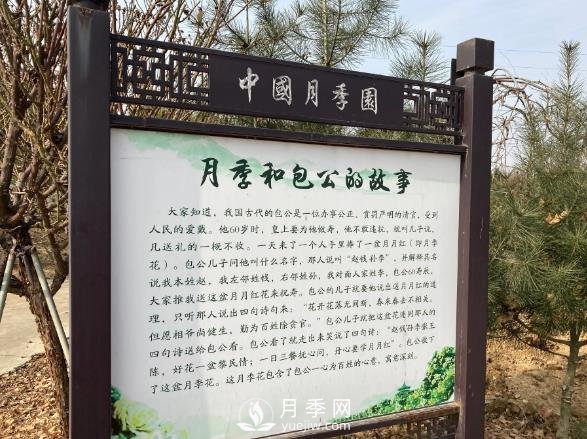 南阳中国月季园，包公和月季的故事(图1)