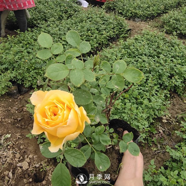 专家解答：盆栽月季花春季的疏芽(图1)