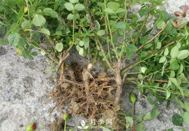 裸根的月季该如何种植？南阳大田月季基地告诉你(图1)
