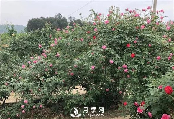 地栽月季花的养殖方法(图1)