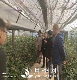 玉溪市开展国家级月季鲜切花 高效无土栽培标准化示范区中期检查(图1)