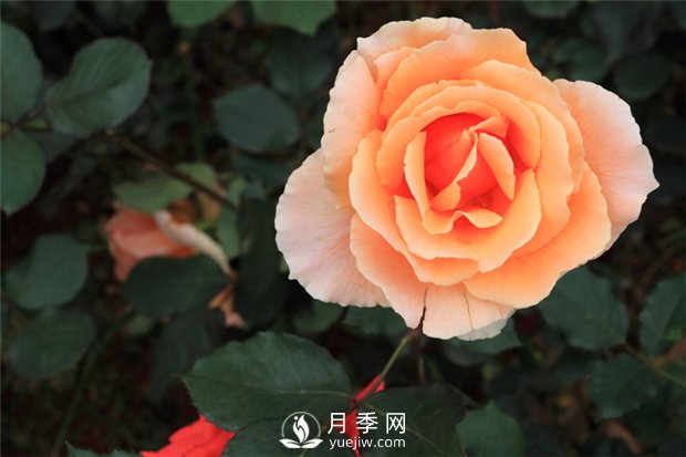 月季花浇水应用注意什么，月季花怎么浇水(图1)