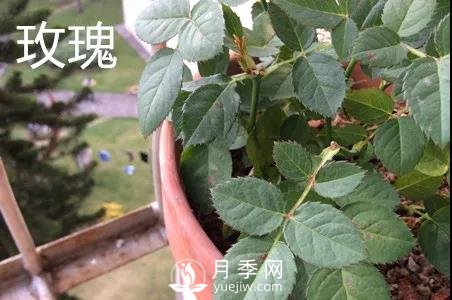 月季和玫瑰有什么区别？(图2)