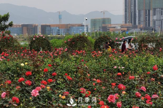 广东肇庆砚阳湖景区月季岛景观(图1)