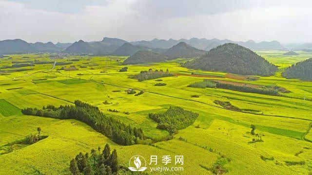 云南曲靖：罗平八十万亩油菜花开春满园(图3)