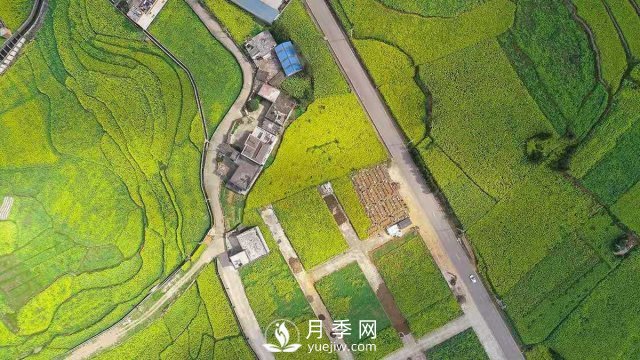 云南曲靖：罗平八十万亩油菜花开春满园(图1)