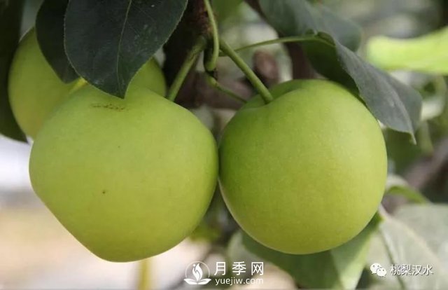 不同品种梨的缺点(图18)