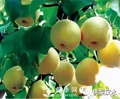 不同品种梨的缺点(图3)