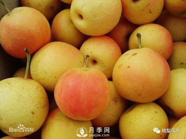 不同品种梨的缺点(图6)