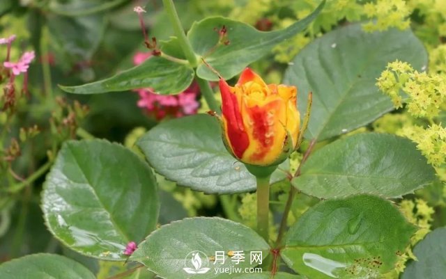 养月季花要会修剪，花朵彩绘越来越多(图2)