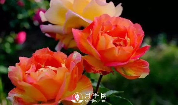 4月养月季需要4点，避免畸形，养出漂亮的月季花(图1)