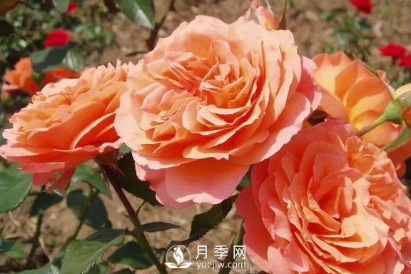 4月养月季需要4点，避免畸形，养出漂亮的月季花(图3)