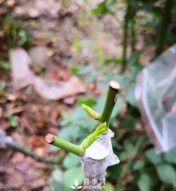 青岛路边月季美化，月季花比拳头大，原来是树状月季(图3)