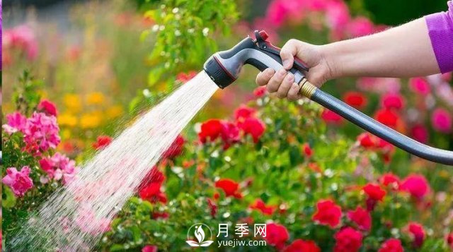 封闭阳台养好月季花？室内阳台养月季的4大注意事项(图2)