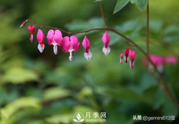 上海植物园里总有一款月季花会在不经意间征服你(图5)