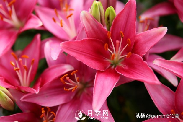 上海植物园里总有一款月季花会在不经意间征服你(图2)