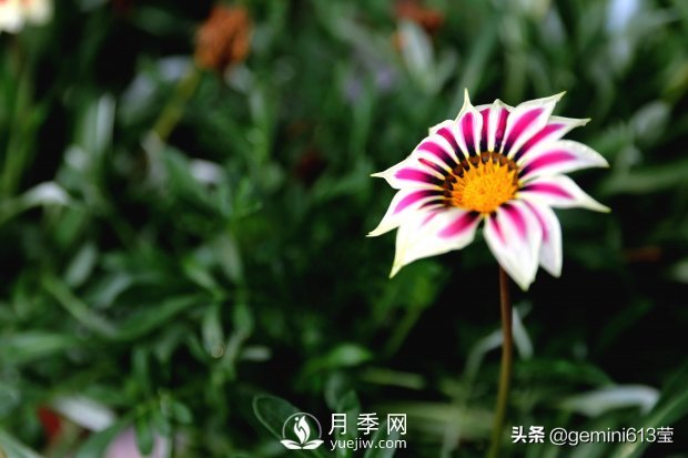 上海植物园里总有一款月季花会在不经意间征服你(图4)