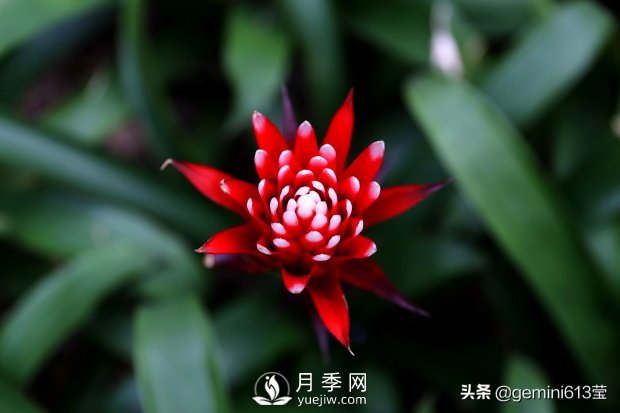 上海植物园里总有一款月季花会在不经意间征服你(图6)