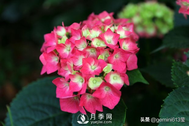 上海植物园里总有一款月季花会在不经意间征服你(图3)