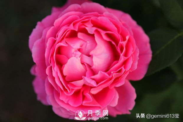 上海植物园里总有一款月季花会在不经意间征服你(图1)